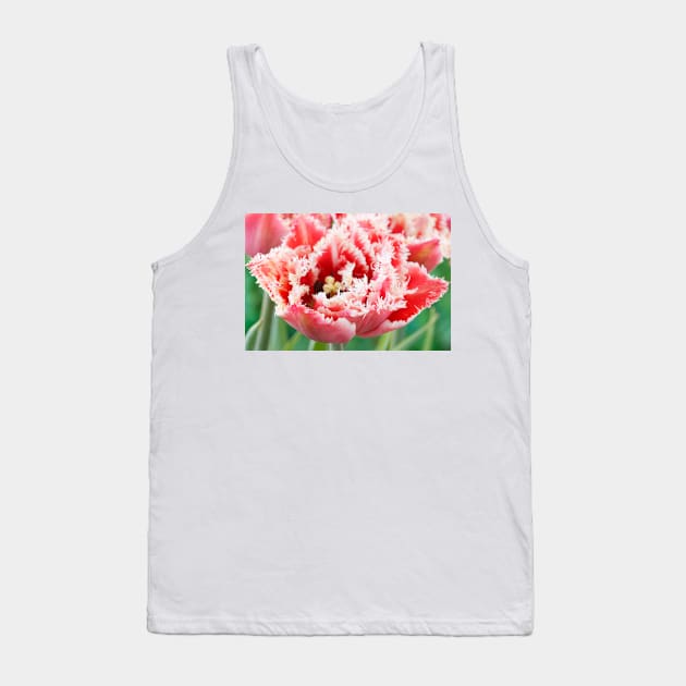 Tulipa  &#39;Brest&#39;   Fringed Group  Tulip Tank Top by chrisburrows